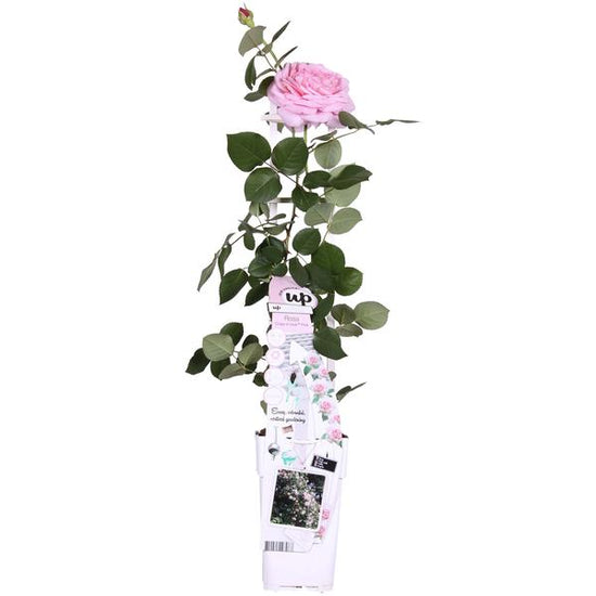 Rosa Crazy in love &