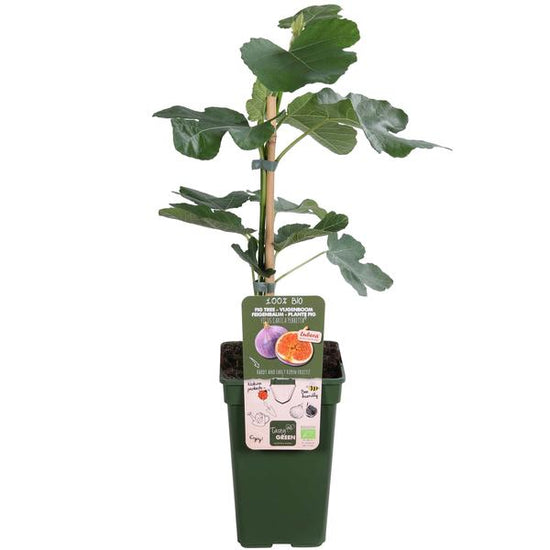 Ficus Gustissimo Perretta - Ø19cm - ↕50cm - Ø19 - ↨50cm