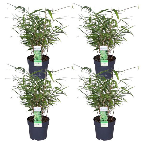 4x Fargesia rufa - _40cm - ¯14