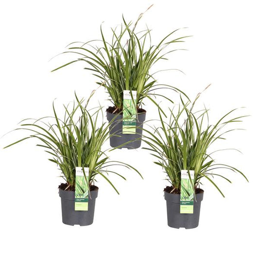 3x - Carex morrowii 'Ice Dance' - _30cm - ¯14
