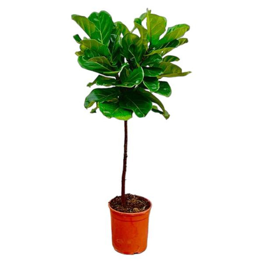 Ficus Lyrata stam - 130 cm - ¿24