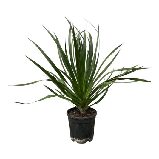 Dracaena Draco - 100 cm - ¯24cm