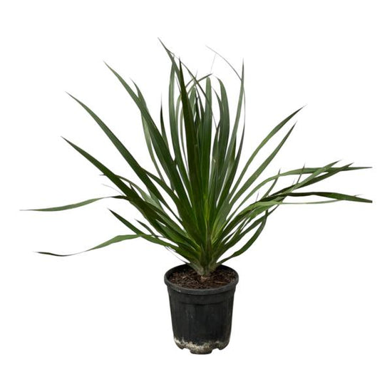 Dracaena Draco - 100 cm - ¯24cm
