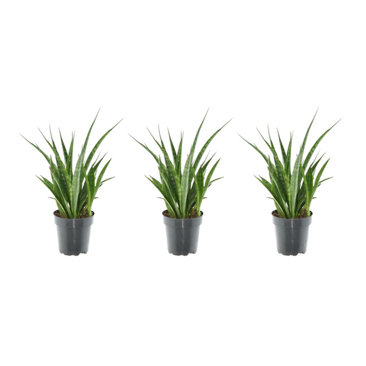 3x Sansevieria Kirkii - 38 cm - ¿12