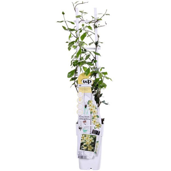 Trachelospermum &