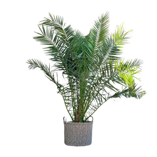 Phoenix Canariensis - 300cm - ¿50