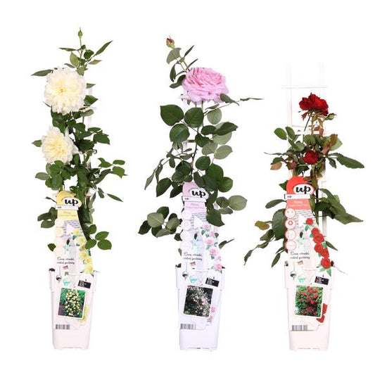 3x - Rosa mix - _65cm - ¯15