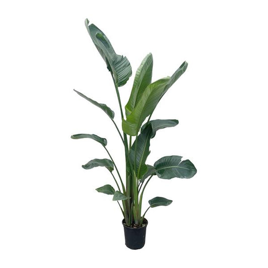 Strelitzia Nicolai XXL - 210 cm - ¿27