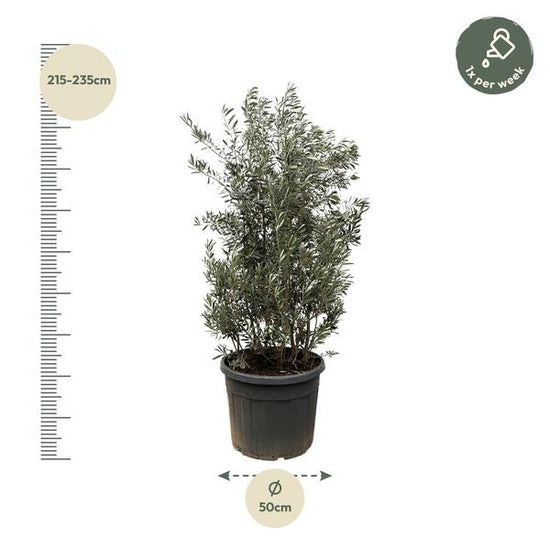 Olea Europaea struik - 225cm- ¯50