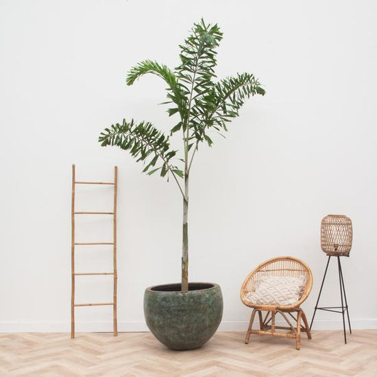 Wodyetia Bifurcata - 240cm - ¿50