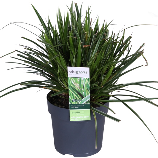 Carex morrowii 'Ice Dance' - Ø14cm - ↕30cm