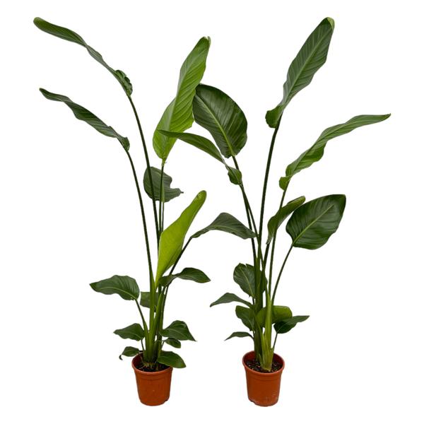 Grote kamerplanten