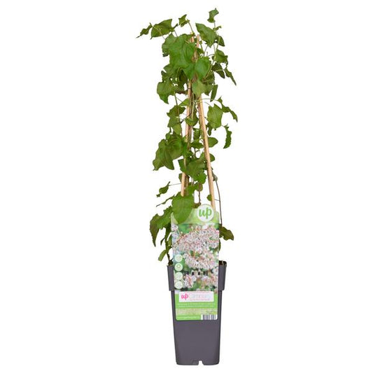 Fallopia baldschuanica - Bruidsluier - Ø15cm - ↕65cm