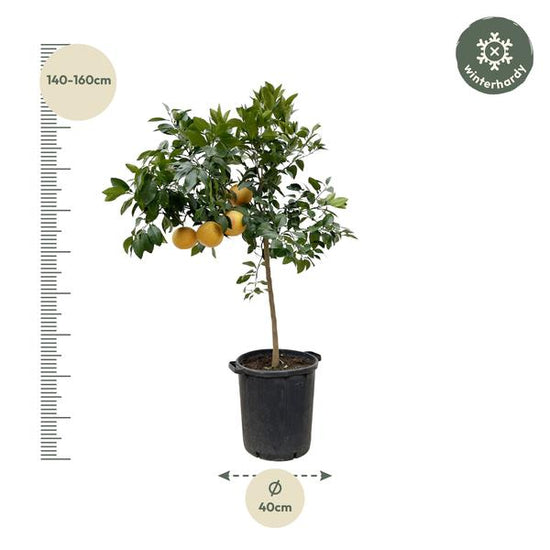 Citrus Pompelmo - 150 cm - ¿40