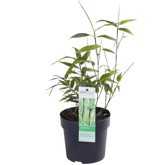 Phyllostachys &