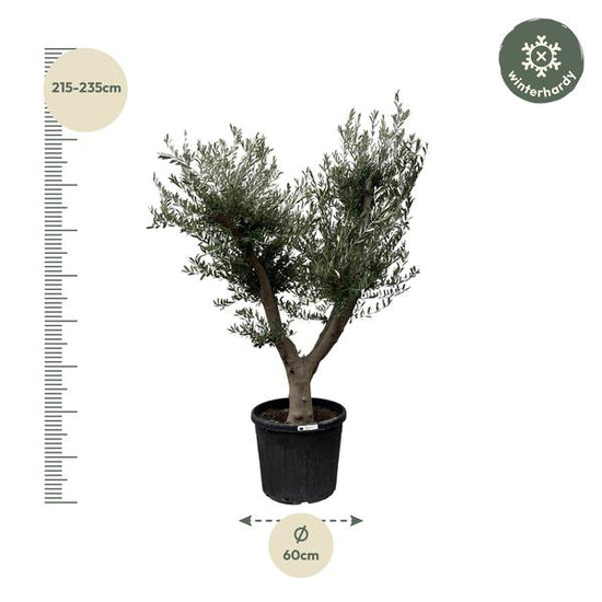 Olea Europaea Cultivo - 225cm- ¯60