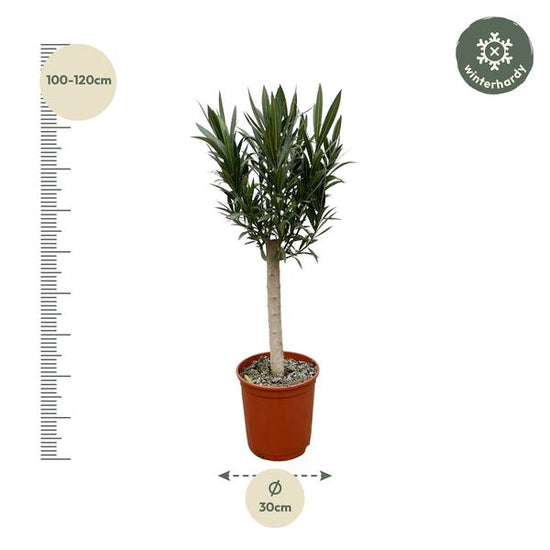Nerium Oleander op stam met rode bloem - 110cm - ¯22