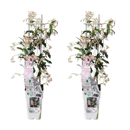 2x - Trachelospermum &