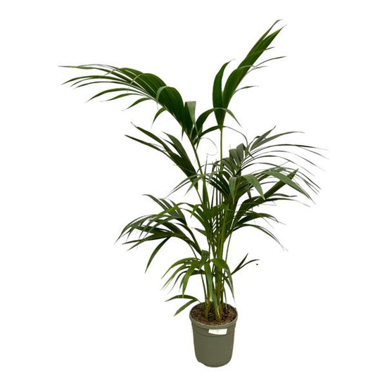 Kentia Palm - 130 cm - ¯21cm
