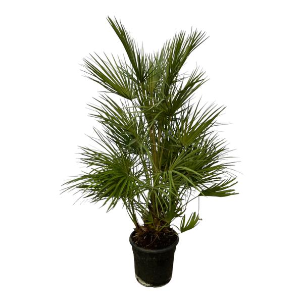 Grote buitenplanten