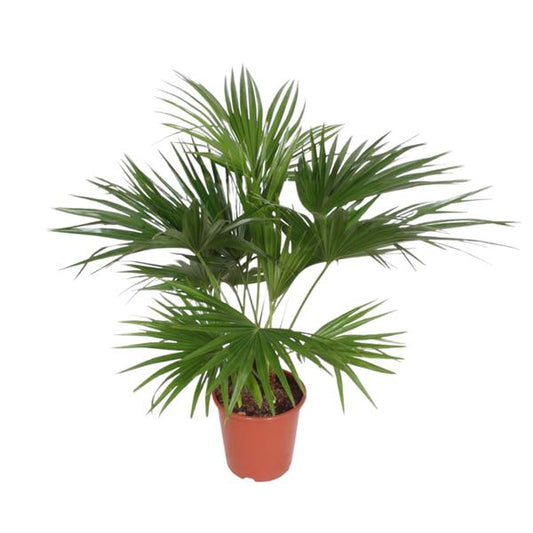 Livistona Chinensis - 170 cm - ¿27