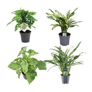 Groen mix 4 planten - Monstera obliqua 'Monkey Leaf' - 25 cm - ¿12 - Aglaonema Juliette - 40 cm - ¿12 - Syngonium Mottled - 25 cm - ¿12 - Aglaonema Cutlass - 40 cm - ¿12