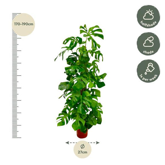 Monstera Deliciosa XXL - 180 cm - ¿27