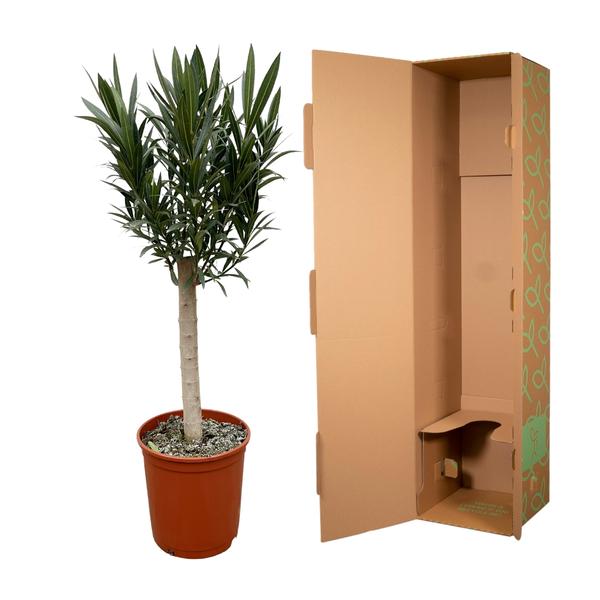 Nerium Oleander op stam met rode bloem - 110cm - ¯22