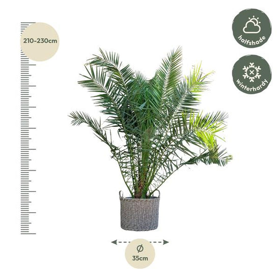 Phoenix Canariensis - 300cm - ¿50