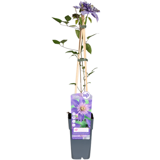 Clematis Multi Blue - Clematis Blauw - Ø15cm - ↕65cm