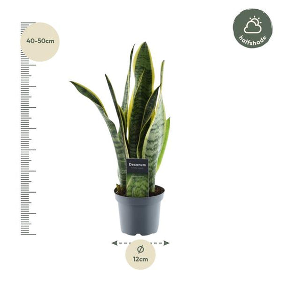 Sansevieria Laurentii - 45 cm - ¿12