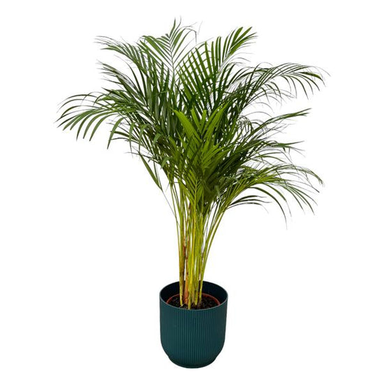 Areca palm - ↨130cm -  Ø24cm inclusief elho Vibes Fold Round blauw D30xH27