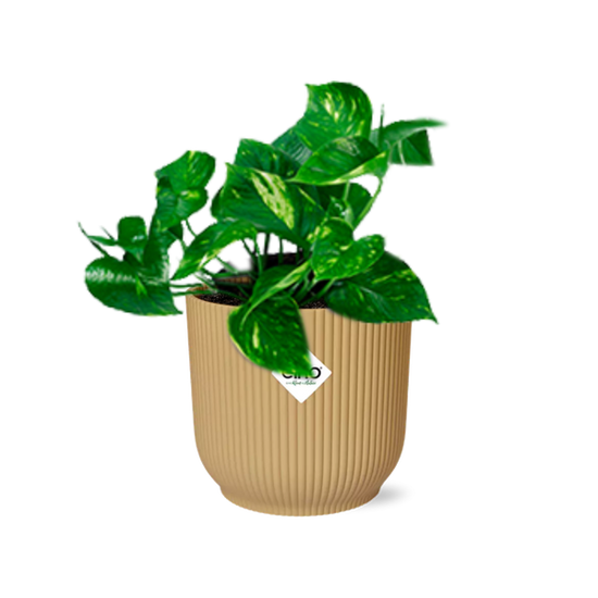 Epipremnum Pinnatum ÔAureumÕ in ELHO Vibes Fold 14cm geel