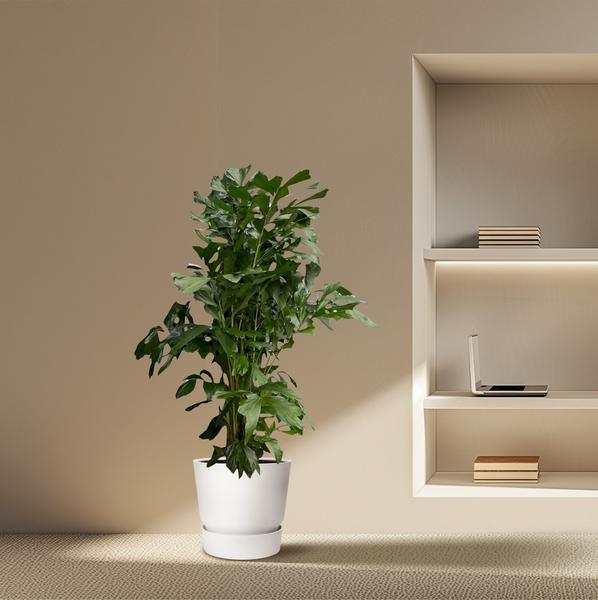 Caryota Mitis - 170 cm - ø24