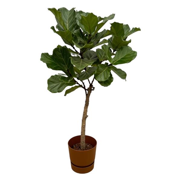 Ficus Lyrata stam inclusief elho Greenville Round bruin - 160 cm - ¯30