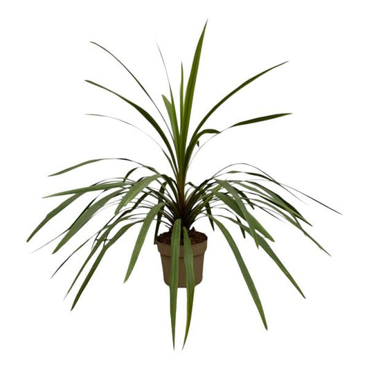 Cordyline Peko - 90 cm - ¯24cm