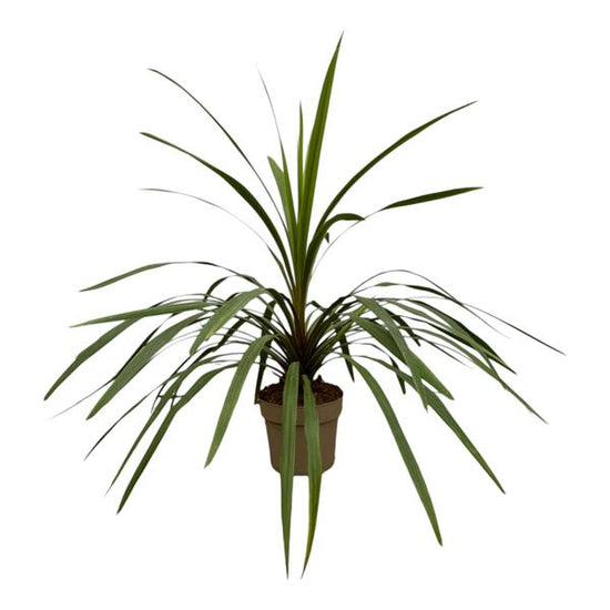 Cordyline Peko - 90 cm - ¯24cm