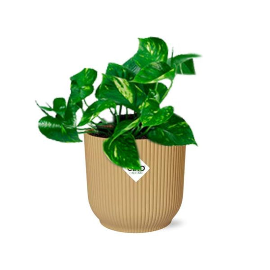 Epipremnum Pinnatum ÔAureumÕ in ELHO Vibes Fold 14cm geel