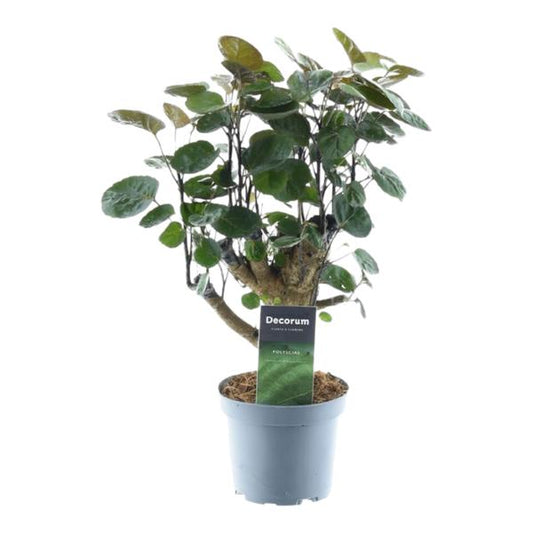 Polyscias Fabian - 45 cm - ¿12