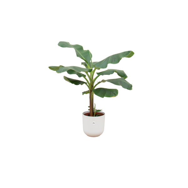 Combi deal - Bananenplant (Musa) inclusief elho Jazz Round wit Ø23 - 100 cm