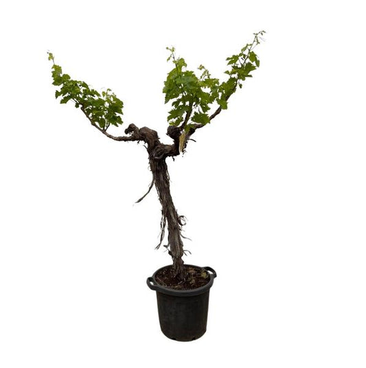 Druivenboom (Vitis Vinifera) stam vertakt - 220cm - ¿55