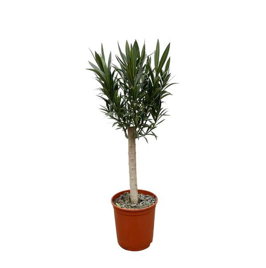 Nerium Oleander op stam met rode bloem - 110cm - ¯22