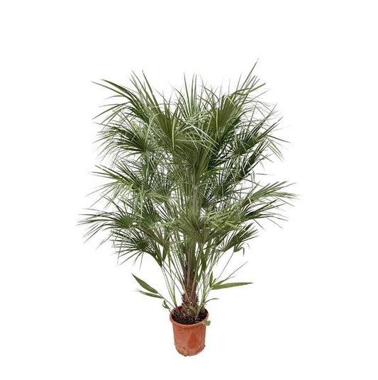 Chamaerops Humilis struik - 170cm- ¯30