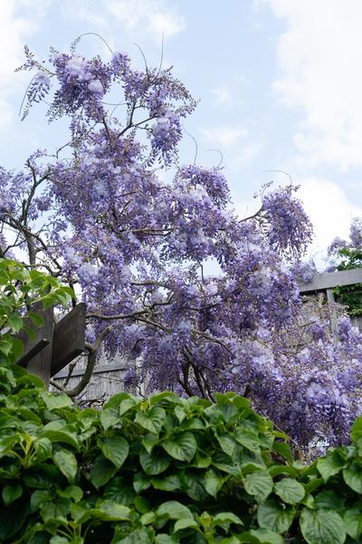 Wisteria sinensis &