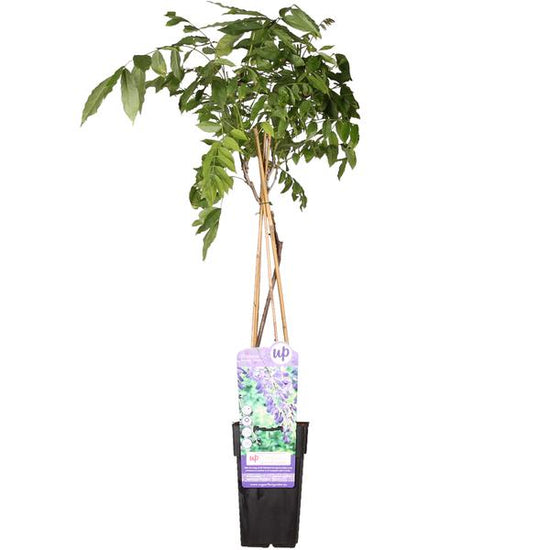 Wisteria sinensis &