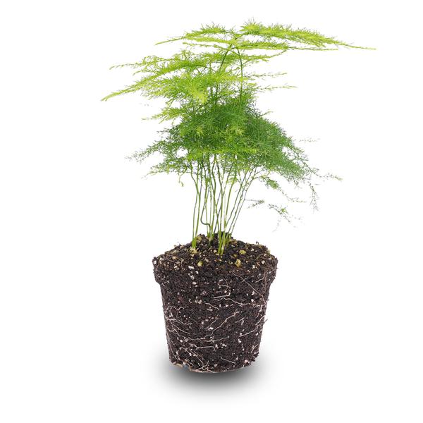 Asparagus Setaceuse Plumosus Ð Sierasperge - Terrarium plant - Potmaat 6
