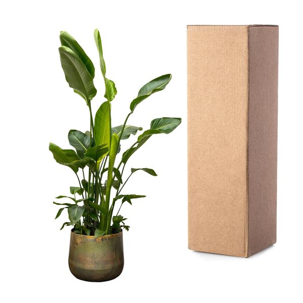 Strelitzia Nicolai de luxe XXL - 250cm - ¿40