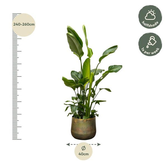 Strelitzia Nicolai de luxe XXL - 250cm - ¿40