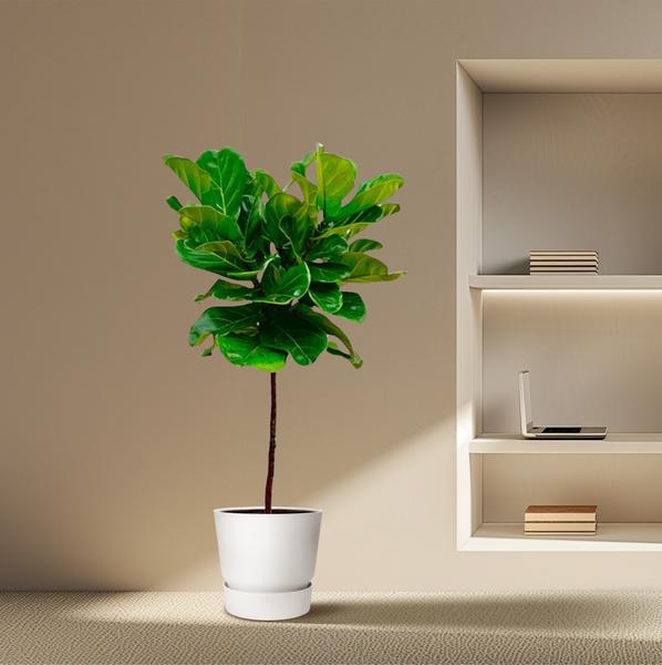 Ficus Lyrata stam - 130 cm - ¿24