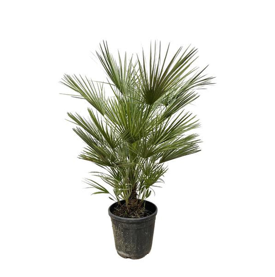 Chamaerops Humilis - 150cm- ¿30